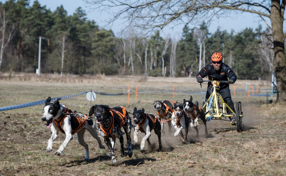 Sportowe emocje, psy i adrenalina – Dog Adventure Sprint Race już 14–15 marca w kuźniańskim Wodniku - Serwis informacyjny z Raciborza - naszraciborz.pl