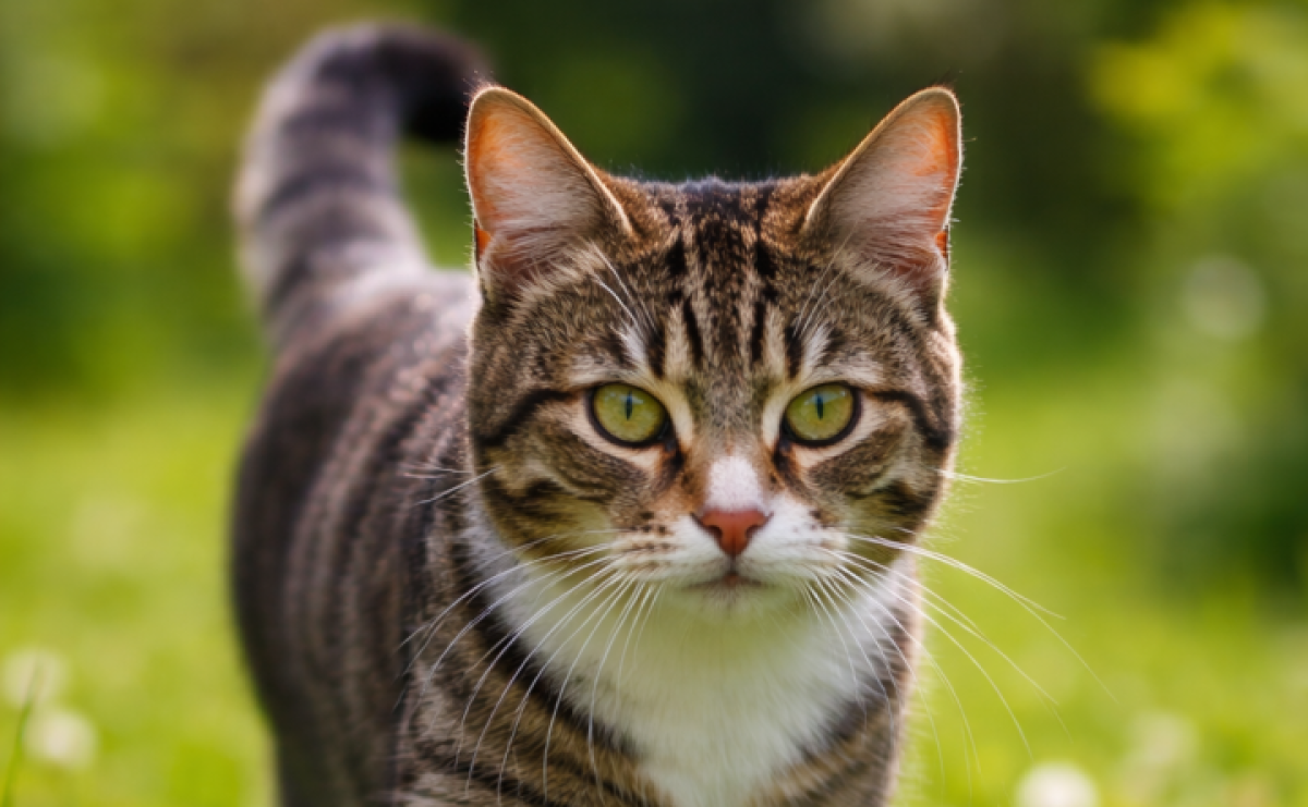 Możliwe podtruwanie zwierząt w okolicach ulicy Jagodowej w Kuźni Raciborskiej - Serwis informacyjny z Raciborza - naszraciborz.pl