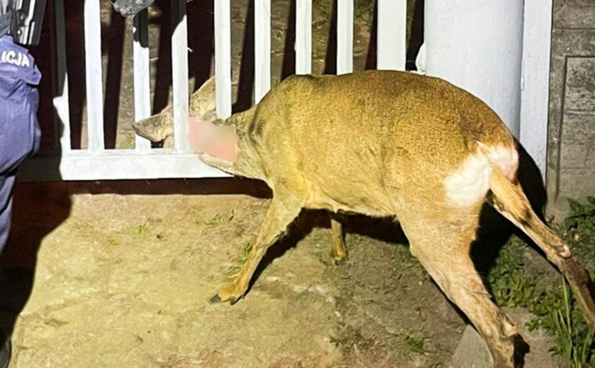 Policjanci pomogli uwięzionej sarnie na ulicy 1 Maja w Raciborzu - Serwis informacyjny z Raciborza - naszraciborz.pl