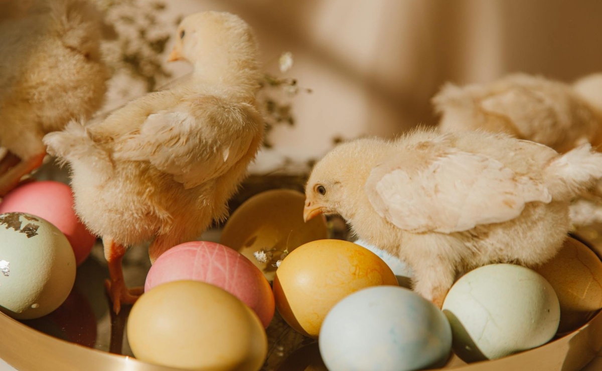 Dania gotowe na święta Wielkanocne – sprawdź propozycję od producenta dań Janeta! - Serwis informacyjny z Raciborza - naszraciborz.pl