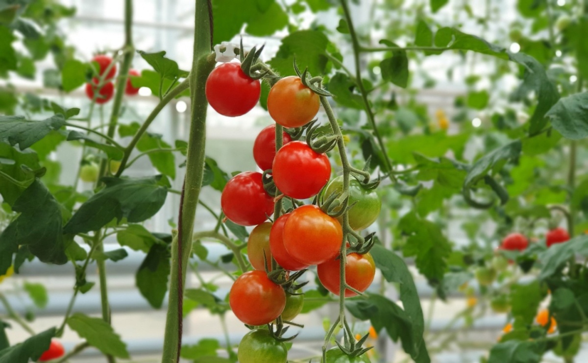 Kiedy siać pomidory na parapecie? - Serwis informacyjny z Raciborza - naszraciborz.pl