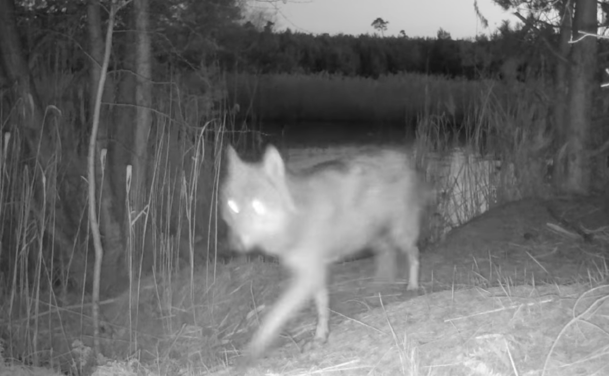 Spotkanie z wilkiem w niedaleko Raciborza. Pierwsza potwierdzona obserwacja po latach - Serwis informacyjny z Raciborza - naszraciborz.pl