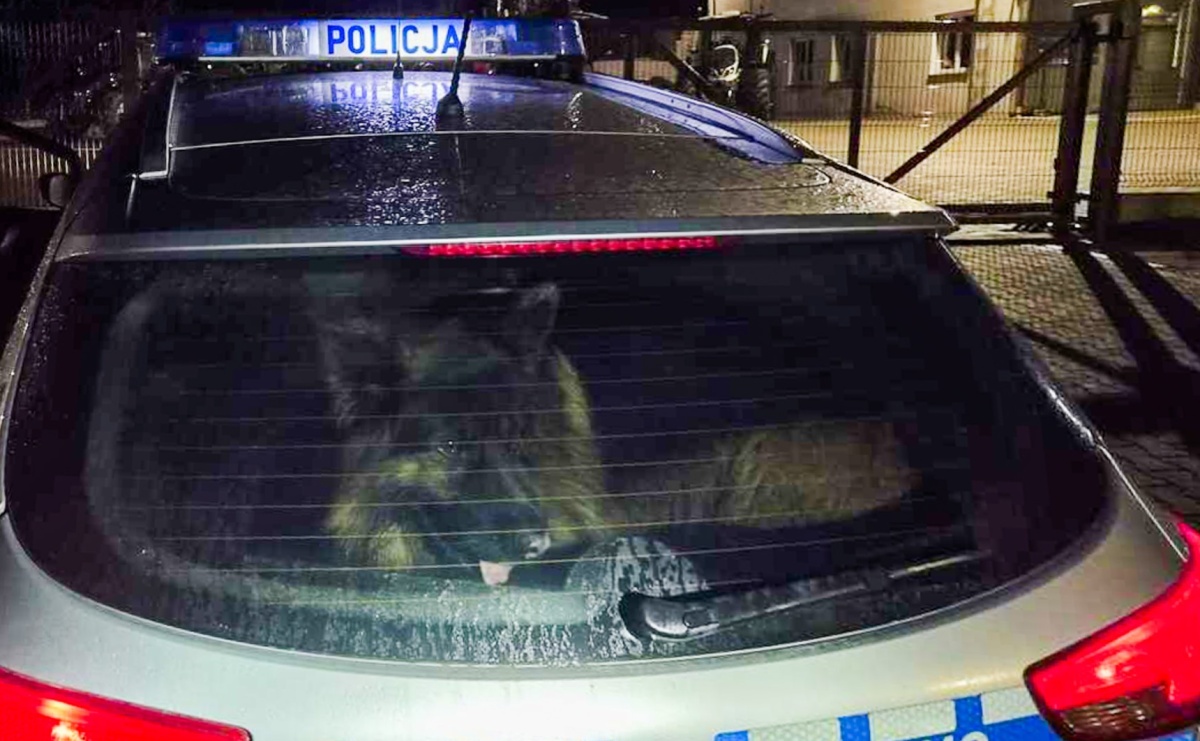 Policjanci ruszyli z pomocą psu błąkającemu się po DK45 [WIDEO] - Serwis informacyjny z Raciborza - naszraciborz.pl