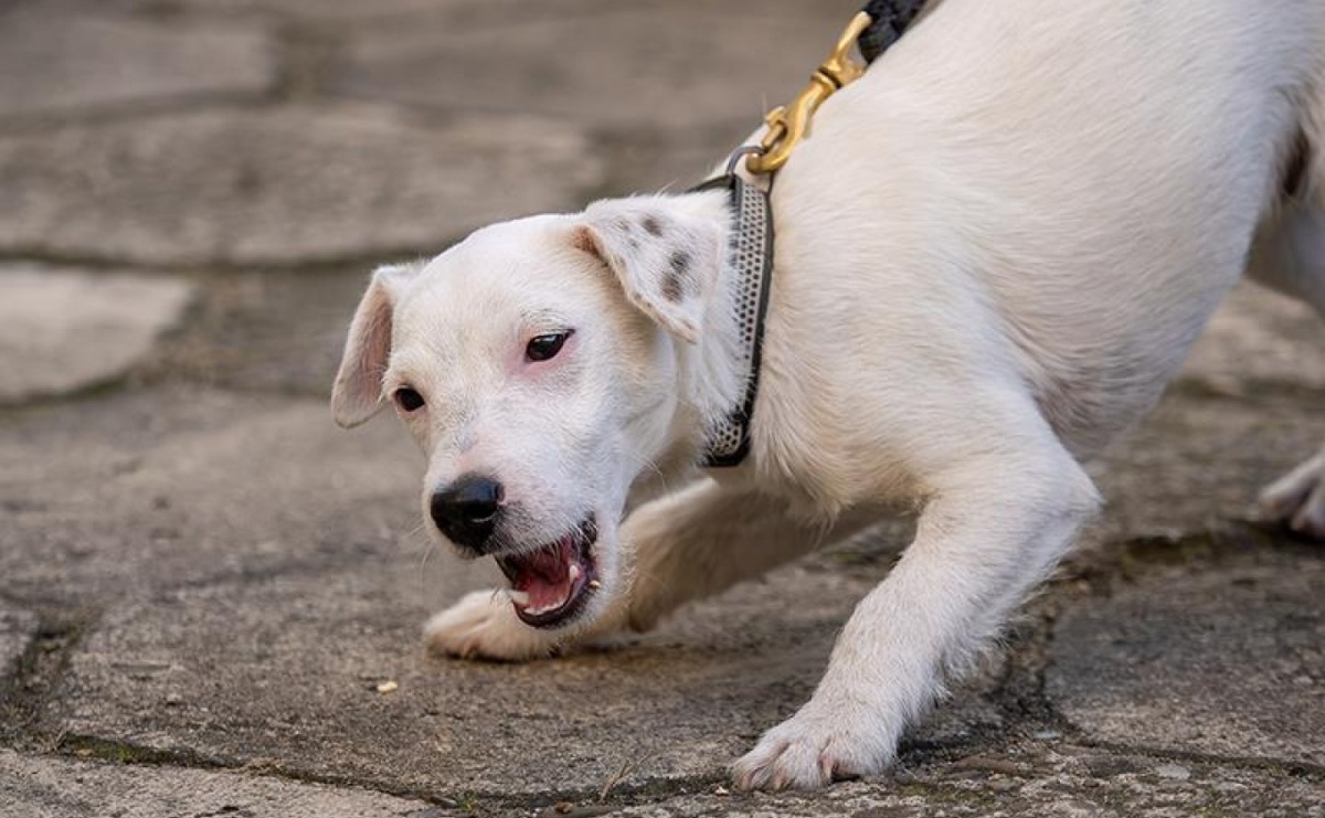 Koszule, mucha i ukryte narkotyki. Iron nie dał się zwieść pozorom elegancji - Serwis informacyjny z Raciborza - naszraciborz.pl