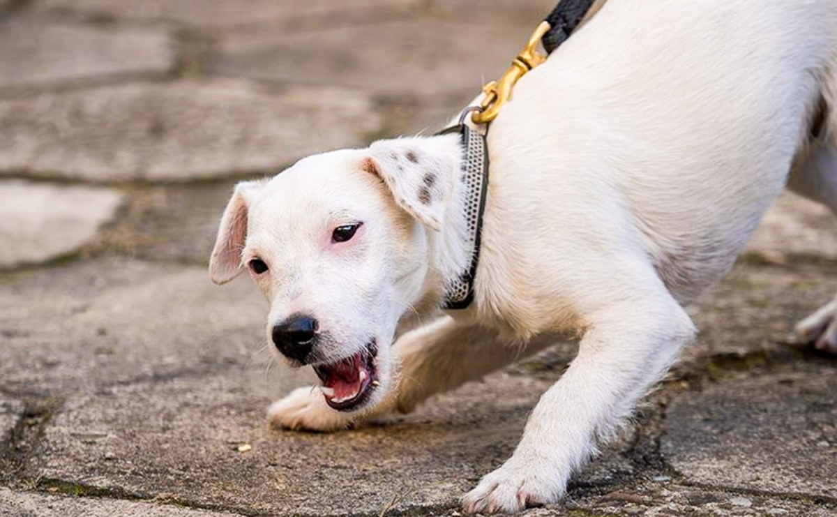 Koszule, mucha i ukryte narkotyki. Iron nie dał się zwieść pozorom elegancji - Serwis informacyjny z Raciborza - naszraciborz.pl