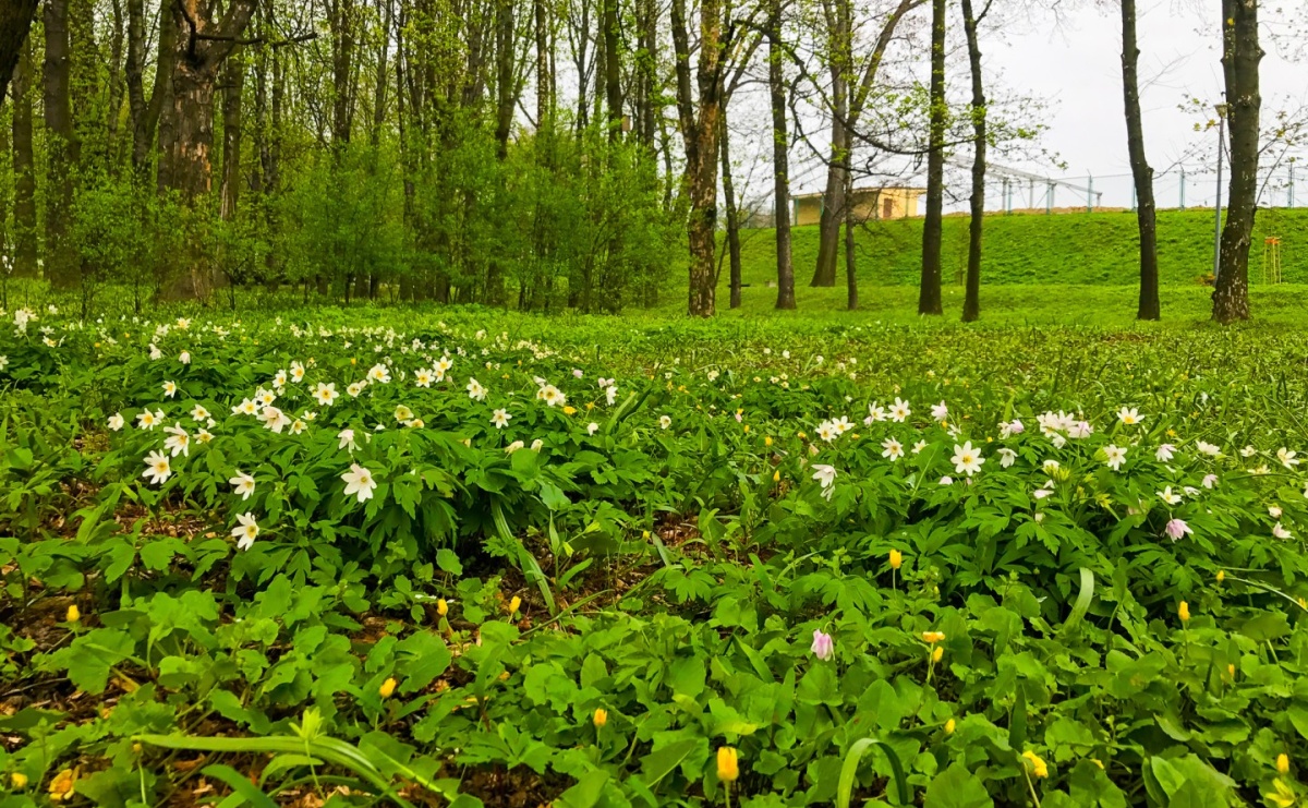 Naturalni sąsiedzi w Parku Zamkowym. Rodzinny spacer i warsztaty z odkrywaniem przyrody - Serwis informacyjny z Raciborza - naszraciborz.pl
