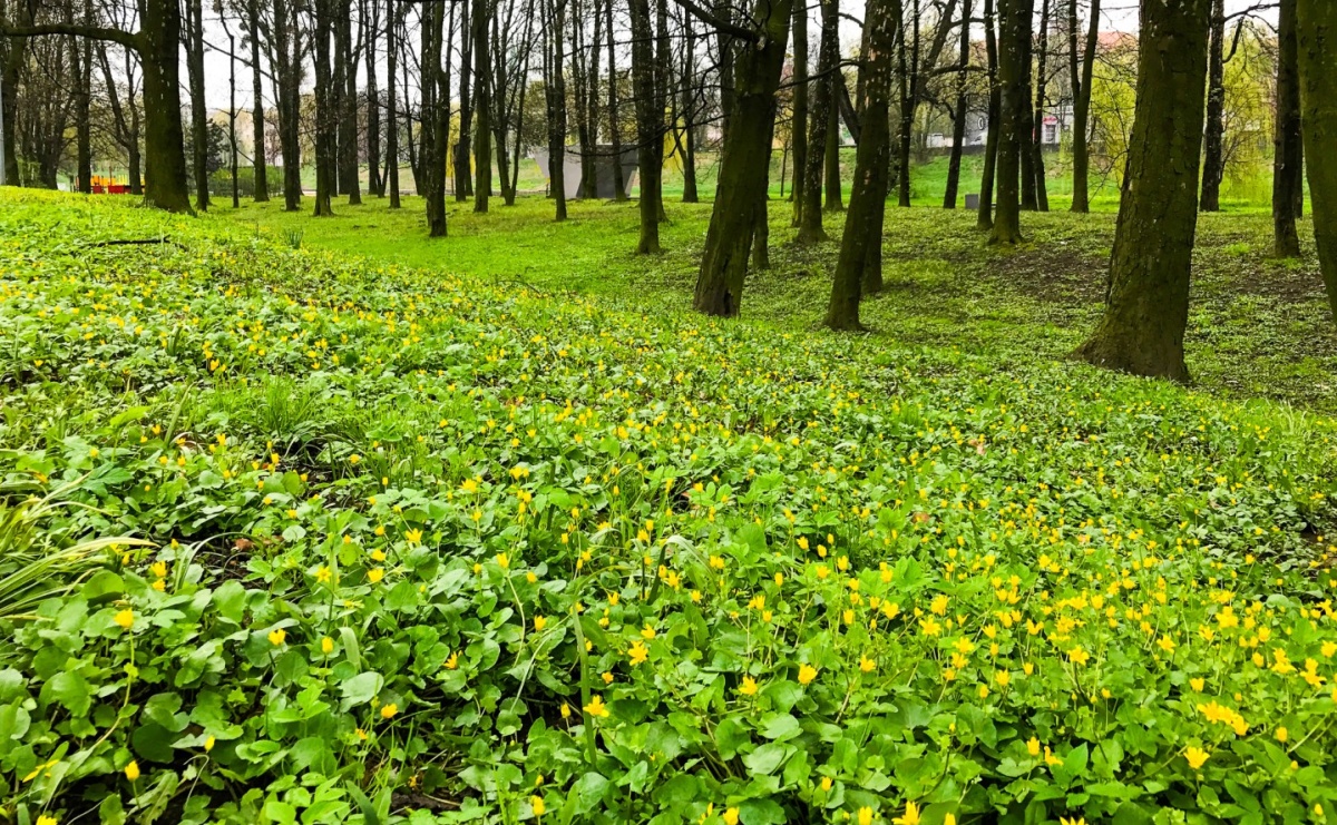 Naturalni sąsiedzi w Parku Zamkowym. Rodzinny spacer z przyrodą już 20 czerwca - Serwis informacyjny z Raciborza - naszraciborz.pl