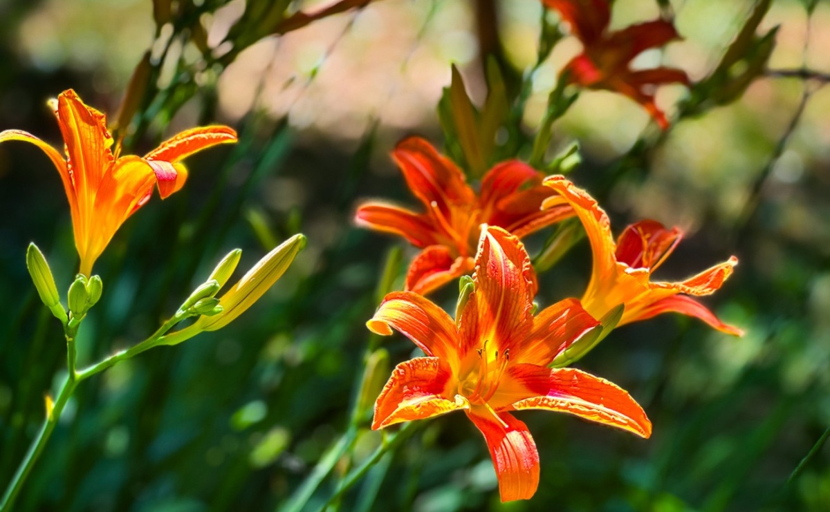 Czy kwiaty i motyle wzbogacą Arboretum Bramy Morawskiej? Zdecydują mieszkańcy - Serwis informacyjny z Raciborza - naszraciborz.pl