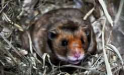 Ochrona chomika europejskiego w Jaworznie – etap II - Serwis informacyjny z Raciborza - naszraciborz.pl